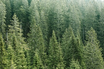 Green coniferous forest with old spruce, fir and pine trees - 83247138
