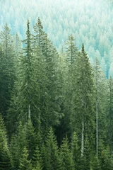 Schilderijen op glas Green coniferous forest with old spruce, fir and pine trees © zlikovec