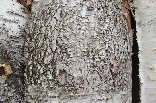 Motley background from dried and chapped bark birch
