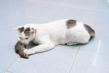 Cat catch and bite mouse, rat