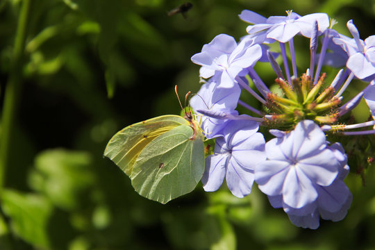 Butterfly on violet flower-2