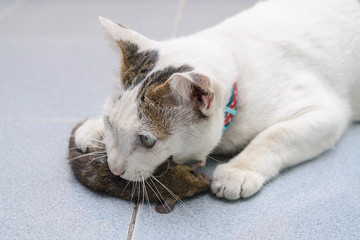 Cat catch and bite mouse, rat