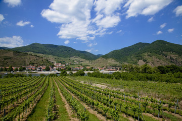 ヴァッハウ渓谷のワイン畑