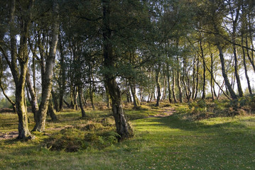 Silver birch forest, Stanton Moor, Derbyshire, UK
