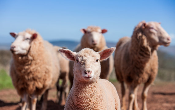 British Lamb And Sheep On A Farm In The Countryside Of England