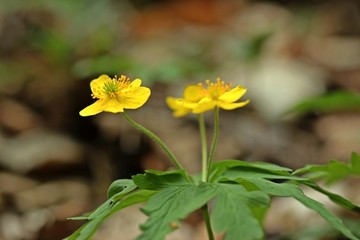 Gelbes Windröschen (Anemone ranunculoides)
