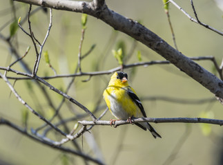 American goldfinch (Spinus tristis)