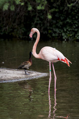 Flamant rose