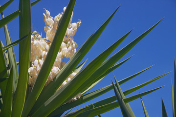 yucca