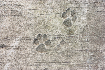 Concrete dog footprints