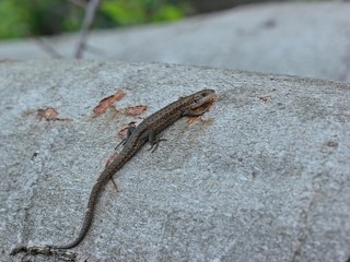 Junge Waldeidechse (Zootoca vivipara) auf Baumstamm
