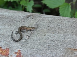Junge Waldeidechse (Zootoca vivipara) auf Baumstamm