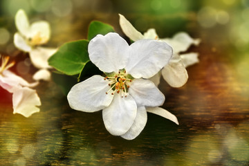 Apple blossom on a wooden background.bokeh effect