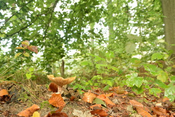Champignon des bois