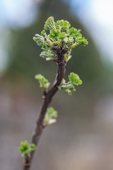 Spring branch of currant with new leaves and flowers
