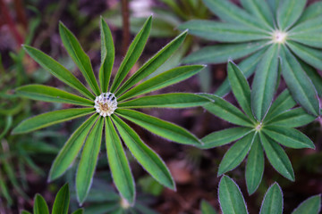 Growing lupine leaves with water droplets in the center