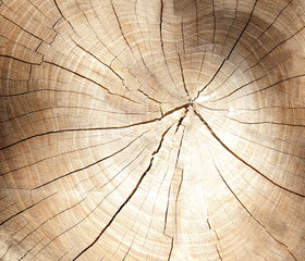 cross section of tree rings