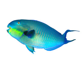 Tropical fish isolated on white: Parrotfish
