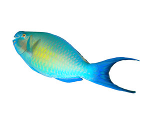 Tropical fish isolated on white: Parrotfish