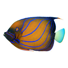 Tropical fish isolated on white: Blue-ringed Angelfish