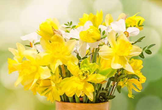 Yellow daffodils, narcissus flower, gardient background.