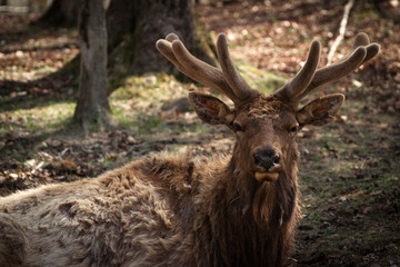 Naklejka na ściany i meble Wapiti ( Elk ) Buck Closeup in Early Spring Velvet