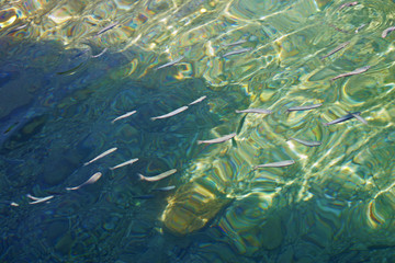 sea surface fish