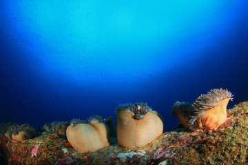 Underwater coral reef and fish