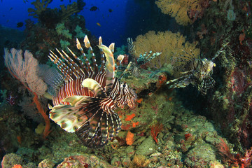 Underwater coral reef and fish