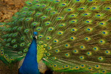 Obraz premium peacock