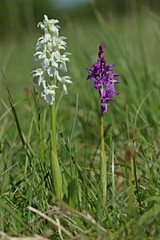 Albino-Knabenkraut neben violettem Stattlichen Knabenkraut 