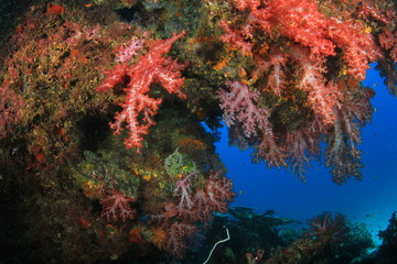 Plakat Underwater coral reef and fish