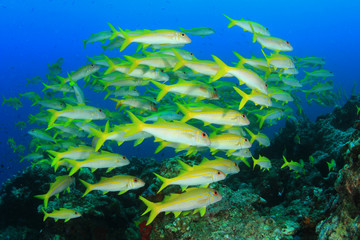 Fototapeta na wymiar Underwater coral reef and fish