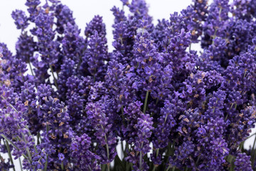 Fototapeta premium .Lavender isolated on white background. Close up.