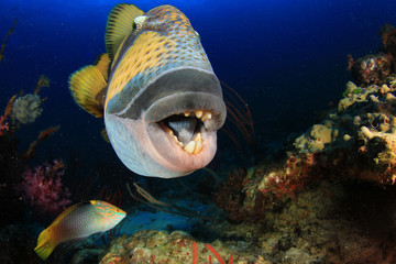 Underwater coral reef and fish