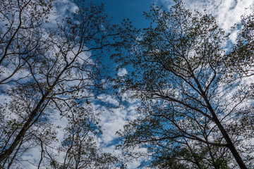 Obraz premium Branch of tree with blue sky background