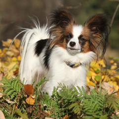 Gorgeous papillon in autumn