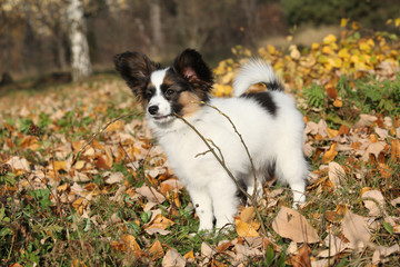Adorable papillon puppy playing with a stick