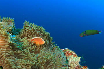 Underwater coral reef and fish