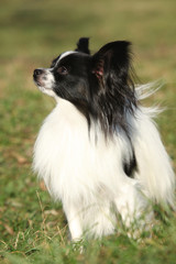 Gorgeous papillon in autumn