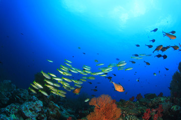 Underwater coral reef and fish