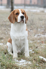 Gorgeous beagle looking