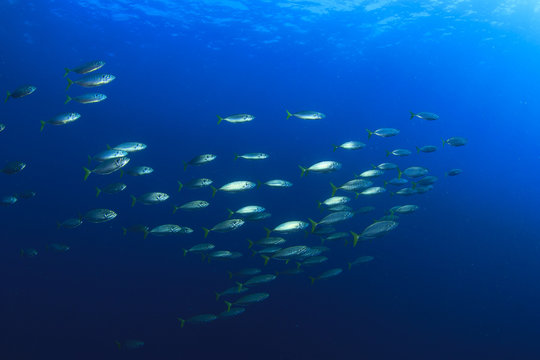 Mackerel fish in sea