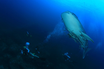 Scuba diving with Whale Shark