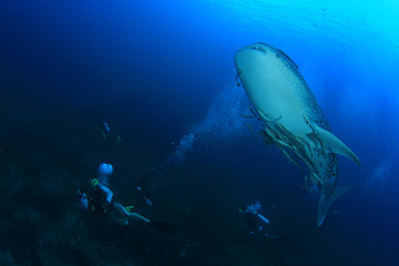 Fototapeta na wymiar Scuba diving with Whale Shark