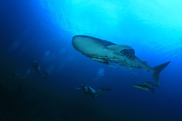 Scuba diving with Whale Shark