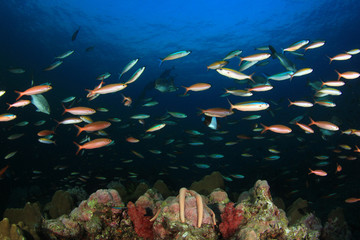 Underwater coral reef with tropical fish