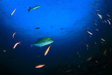 Underwater coral reef with tropical fish