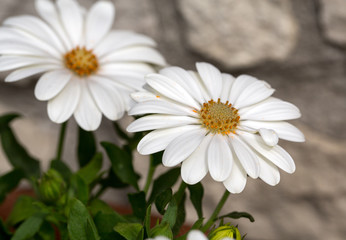 Fototapeta premium White cape daisy in garden