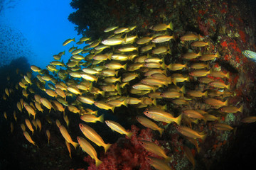Fototapeta na wymiar School yellow Bigeye Snappers fish on coral reef